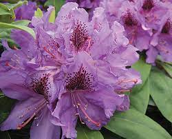 What does purpureum elegans rhododendron look like? Purpureum Elegans Buds Blooms Nursery