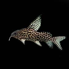 Synodontis Eupterus Catfish