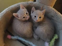 At the blue cross we have kittens, cats, puppies, dogs, degus, donkeys, horses, gerbils, rabbits and other animals who all need rehoming. Free Kittens To Good Home Facebook