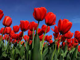 Texas Tulips Field Opening San Antonio Location Get Your Instagram Ready Red Tulips Tulips Tulip Fields
