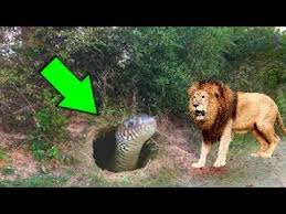 Gorilla grodd appears in the tv series set in the arrowverse: Download Lion Vs Big Snake Real Fight Grizzly Bear Wolf Gorilla Baboon Tiger Leopard Wild Cat Snake In Mp4 And 3gp Codedwap