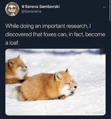 Meme Uplift Cute Baby Animals Cute Animals Fox Memes