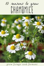 10 Reasons To Grow Chamomile For Your Health And For The Garden