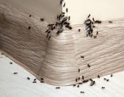 getting rid of sugar ants thriftyfun