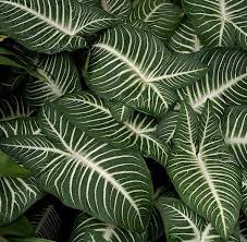 Caladium Lindenii Magnificum Tp Clm