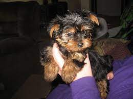 Yorkie Pet Dogs Puppies Yorkie Puppies For Sale