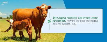 07 Hemorrhagic Bowel Syndrome Pro Earth Animal Health