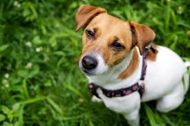 Find the perfect terrier jack russell stock illustrations from getty images. About The Breed Jack Russell Terrier Rescue Ontario