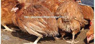 tavuk tifosu fowl typhoid hayvanlar hi ndi tavuk