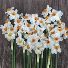 Narcissus Geranium Geraniums Daffodil Flower Flower Farm