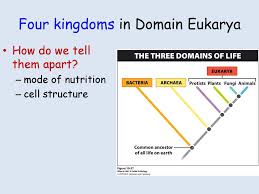 Chapter 10 The Origin And Diversification Of Life On Earth Ppt Download