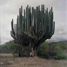 Pretty california cacti in anza borrego desert wilderness area, east of sand diego, near palm springs. Cactus Cardon California With Images Plants Cactus Garden