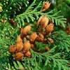 Cupressocyparis leylandii (leyland cypres) er en af de hurtigst voksende sorter af nåletræer. 1