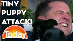 Karl tests new 'Wet Dog' perfume