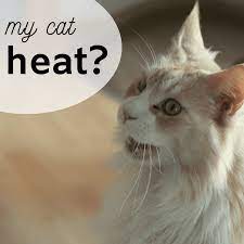 How To Tell If Your Cat Is In Heat And Tips To Calm Her Pethelpful
