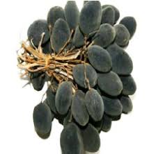 Image result for Dialium guineense