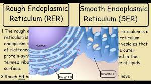 Difference # rough endoplasmic reticulum: Rough Endoplasmic Reticulum Vs Smooth Endoplasmic Reticulum Youtube