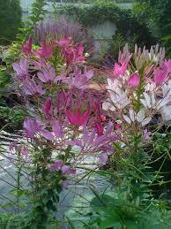 Pin On Gardening