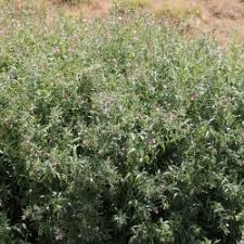 Image result for Onagraceae