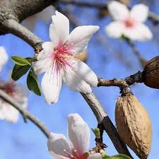 Flowering almond trees flower earlier than most other shrubs or trees and double pink flowers cover the dormancy stems in the spring. Almond Plant Wholesale Price Mandi Rate For Almond Plant