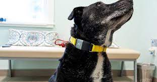 Depending on the pet collar that you chose, you may have to slide a buckle to the correct notch or tighten an adjustable strap. Fi Dog Collar Review Some Interesting Ideas But Leaves A Lot To Be Desired The Verge