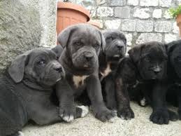 E allora, prendi pennello e tempere in mano e preparati a scoprire un interessantissimo elenco di frasi sul grigio: Cuccioli Cane Corso Grigi Annunci Animali Trovacuccioli Com Gratis Cani Gatti