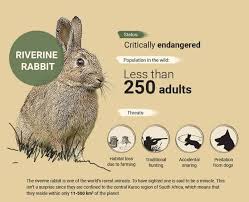 In Pictures The Ten Most Endangered Animals In Africa Infographic In 2020 Most Endangered Animals Endangered Animals Animal Infographic