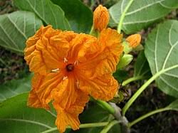 Image result for Cordia mukuensis