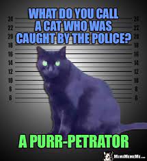 Mug Shot Cat Joke What Do You Call A Cat Who Was Caught By The Police A Purr Petrator Funny Cat Jokes Funny Cat Memes Cat Puns