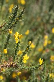 Image result for Ulex