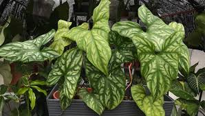 Image result for Cercestis congensis