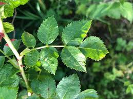 Image result for Rosa sp.