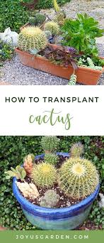 Late spring is usually an are you wondering how to transplant a christmas cactus that's outgrown its pot? Transplanting Cactus A Mixed Planting Starring Golden Barrel Cacti Diy Container Gardening Container Gardening House Plant Care