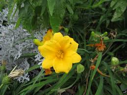 Maybe you would like to learn more about one of these? Yellow Flowers For Central Texas Lisa S Landscape Design