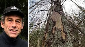 Stormdrabbade skogarna hotas: ”Granar som inte kan försvara sig” Hör mer  här:  https://sverigesradio.se/artikel/stormdrabbade-skogar-hotas-av-granbarkborren  Foto: Privat & Christopher Johansson/Sveriges Radio