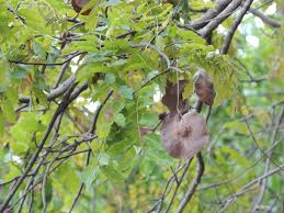 Image result for Pterocarpus tinctorius