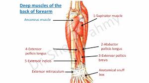 1)location of anatomical snuff box 2) historical background of anatomical snuff. Deep Muscles Of Back Of Forearm Speaker Deck