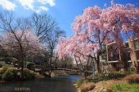 Pin On Reston In The Springtime