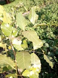 Image result for Isoberlinia tomentosa