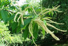 Http En Wikipedia Org Wiki File Americanchestnutpollen Jpg American Chestnut Flower Garden Design Garden Flowers Perennials