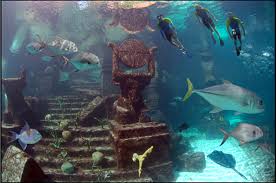 Atlantis Dolphin Cay Shallow Water Interaction With Aquaventure & Lunch