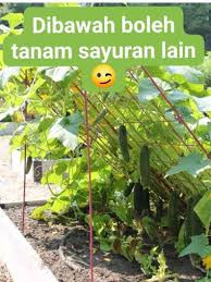 Berikut ini adalah 20 ide pembuatan kebun mini yang bisa kamu coba, dirilis brilio.net dari diy ideas hub dan buzzfeed. Nak Tanam Sayur Jenis Menjalar Di Tepi Rumah Ada Triknya Untuk Lebih Jimat Ruang Keluarga