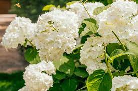 How To Keep Hydrangeas White (With Simple Care Tips) - The Practical Planter