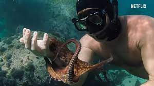 My octopus teacher after years of swimming every day in the freezing ocean at the tip of africa, craig foster meets an unlikely teacher: Sharks Amongst Us Lessons From The Octopus Teacher The Big Smoke