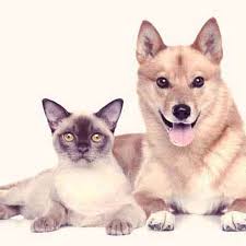 Nutrition To Treat Liver Disease In Pets Petcarerx