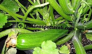 Sia che tu voglia coltivare le zucchine nel tuo orto oppure sul tuo balcone, il terreno dove vuoi coltivarle deve essere preparato adeguatamente. Coltiva Le Zucchine In Vaso