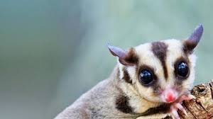 Petition Legalize Sugar Gliders As Pets In California Change Org