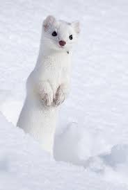 Ermine By C Brad Schwarm Cute Ferrets Cute Animals Super Cute Animals