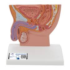 The male anatomy when observed in full provides an impact for students and patients alike. Anatomical Teaching Models Plastic Human Pelvic Models Male Pelvis Model