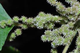 Image result for Boehmeria nivea